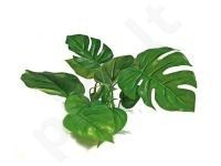 Plastikinis augalas ANUBIAS 15cm