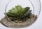 Dekoratyvinis augalas stikle